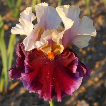 Iris germanica Dance Hall Dandy - Giaggiolo paonazzo
