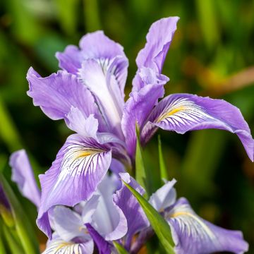 Iris douglasiana - Giaggiolo