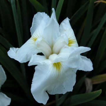 Iris ensata Comtesse de Paris - Iris giapponese