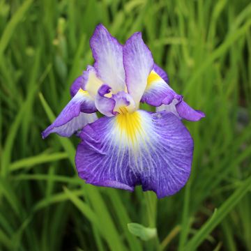 Iris ensata Ocean Mist - Iris giapponese