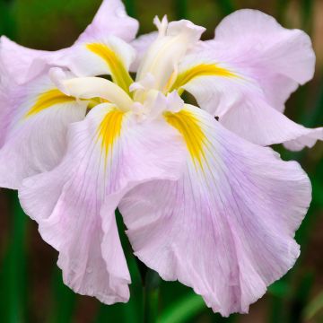 Iris ensata World's Delight - Iris giapponese