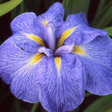 Iris ensata Mme Bigot - Iris giapponese