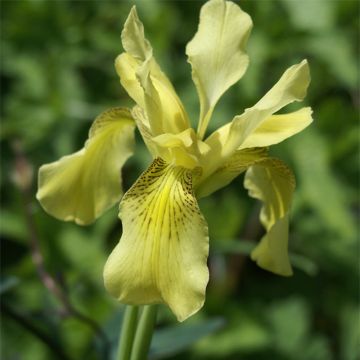 Iris forrestii - Giaggiolo