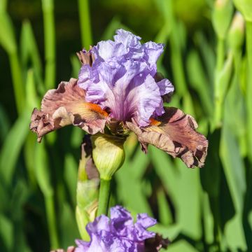 Iris germanica Adoranova - Giaggiolo paonazzo