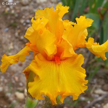 Iris germanica Air d'Été - Giaggiolo paonazzo