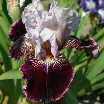 Iris germanica Amethyst Dancer - Giaggiolo paonazzo