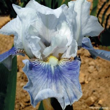 Iris germanica Antarctique - Giaggiolo paonazzo
