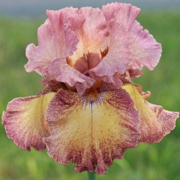 Iris germanica Beguine - Giaggiolo paonazzo