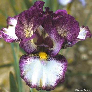 Iris germanica Baie Rose - Giaggiolo paonazzo
