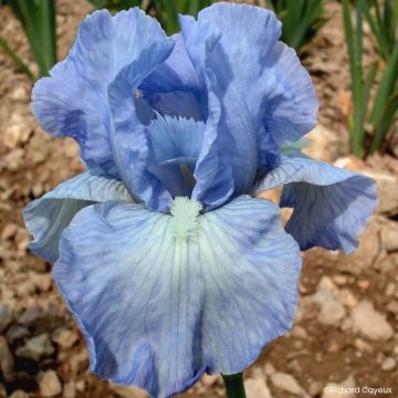 Iris germanica Bel Azur - Giaggiolo paonazzo