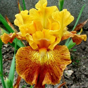 Iris germanica Bistro - Giaggiolo paonazzo