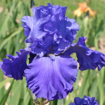 Iris germanica Blenheim Royal - Giaggiolo paonazzo