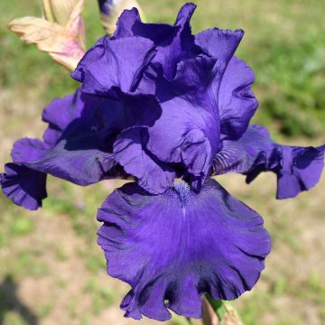 Iris germanica Blueberry Bliss - Giaggiolo paonazzo
