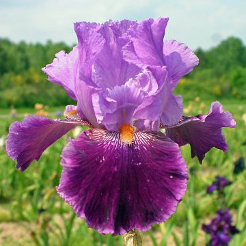Iris germanica Buc Joyeux Anniversaire - Giaggiolo paonazzo