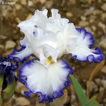Iris germanica Cartouche - Giaggiolo paonazzo