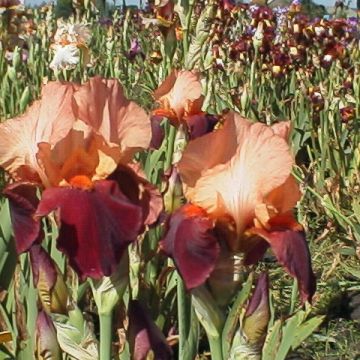 Iris germanica Cimmaron Strip - Giaggiolo paonazzo