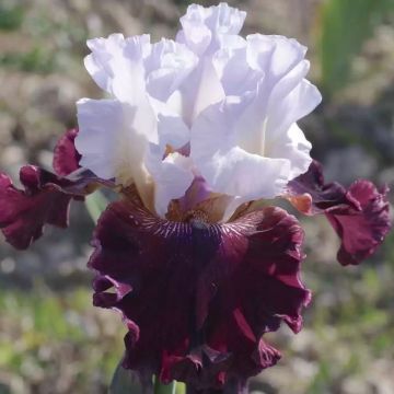 Iris germanica Ciutadella - Giaggiolo paonazzo