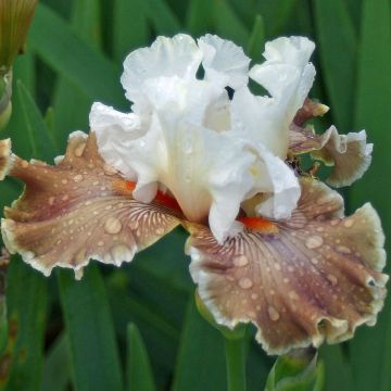 Iris germanica Coffee Whisper - Giaggiolo paonazzo