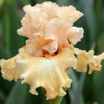 Iris germanica Comes The Dawn - Giaggiolo paonazzo