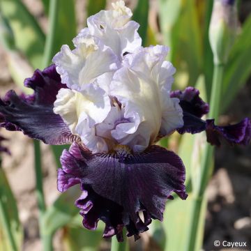 Iris germanica Conspiration - Giaggiolo paonazzo