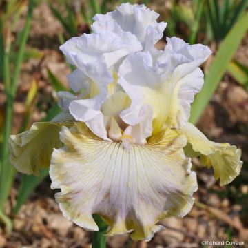 Iris germanica Danseuse d’Asie - Giaggiolo paonazzo