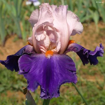 Iris germanica Dating A Royal - Giaggiolo paonazzo