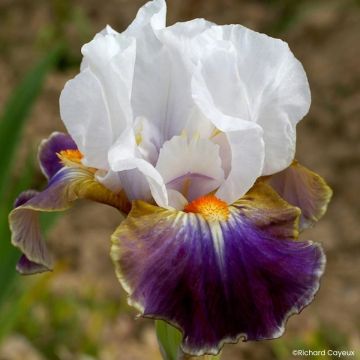 Iris germanica Dazzling - Giaggiolo paonazzo