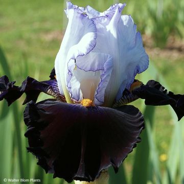 Iris germanica Domino Noir - Giaggiolo paonazzo
