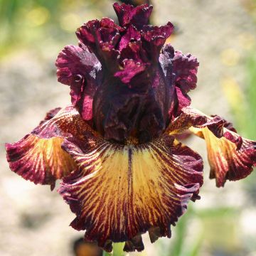 Iris germanica Drama Queen - Giaggiolo paonazzo
