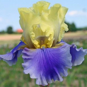 Iris germanica Edith Wolford - Giaggiolo paonazzo