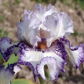 Iris germanica En Pointillés - Giaggiolo paonazzo