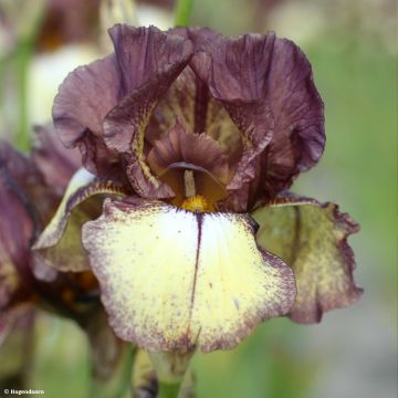 Iris germanica Flamenco - Giaggiolo paonazzo