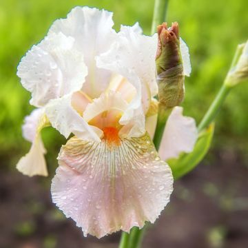 Iris germanica Frappé - Giaggiolo paonazzo