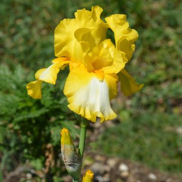 Iris germanica Fringe of Gold - Giaggiolo paonazzo