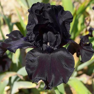 Iris germanica Ghost Train - Giaggiolo paonazzo