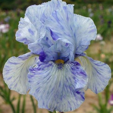 Iris germanica Gnu Blues - Giaggiolo paonazzo