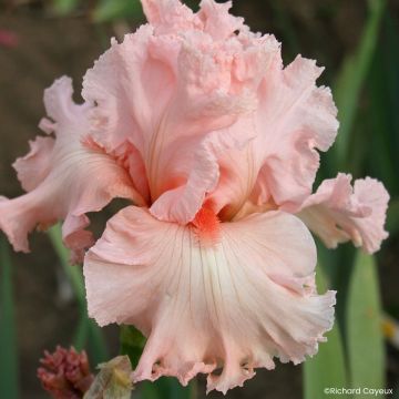 Iris germanica Happenstance - Giaggiolo paonazzo