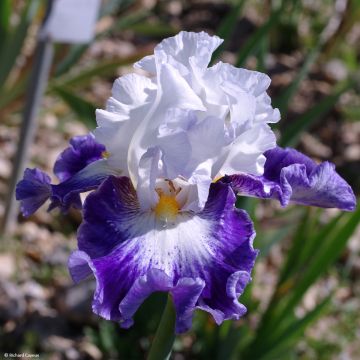 Iris germanica Haute Savoie - Giaggiolo paonazzo