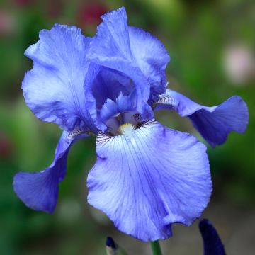 Iris germanica Heure Bleue - Giaggiolo paonazzo