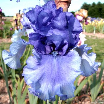 Iris germanica Honky Tonk Blues - Giaggiolo paonazzo