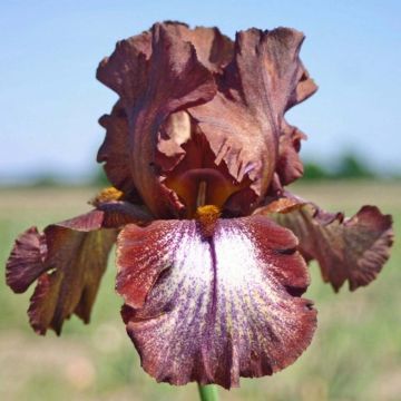 Iris germanica Huckleberry Fudge - Giaggiolo paonazzo