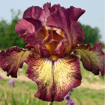 Iris germanica Innocent Star - Giaggiolo paonazzo