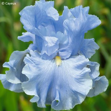 Iris germanica Into the Blue - Giaggiolo paonazzo
