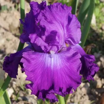 Iris germanica Inviting - Giaggiolo paonazzo