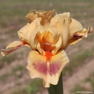 Iris germanica Jive - Giaggiolo nano