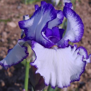 Iris germanica Jouvenceau - Giaggiolo paonazzo