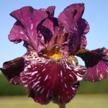 Iris germanica Kingajou Shrew - Giaggiolo paonazzo