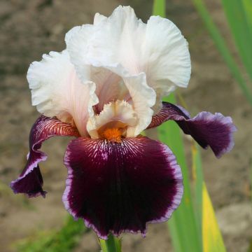 Iris germanica Latin Lady - Giaggiolo paonazzo
