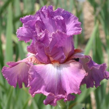 Iris germanica Mallow dramatic - Giaggiolo paonazzo