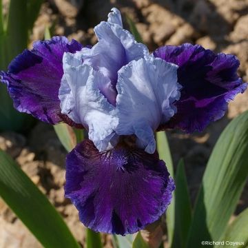 Iris germanica Mariposa Wizard - Giaggiolo paonazzoire